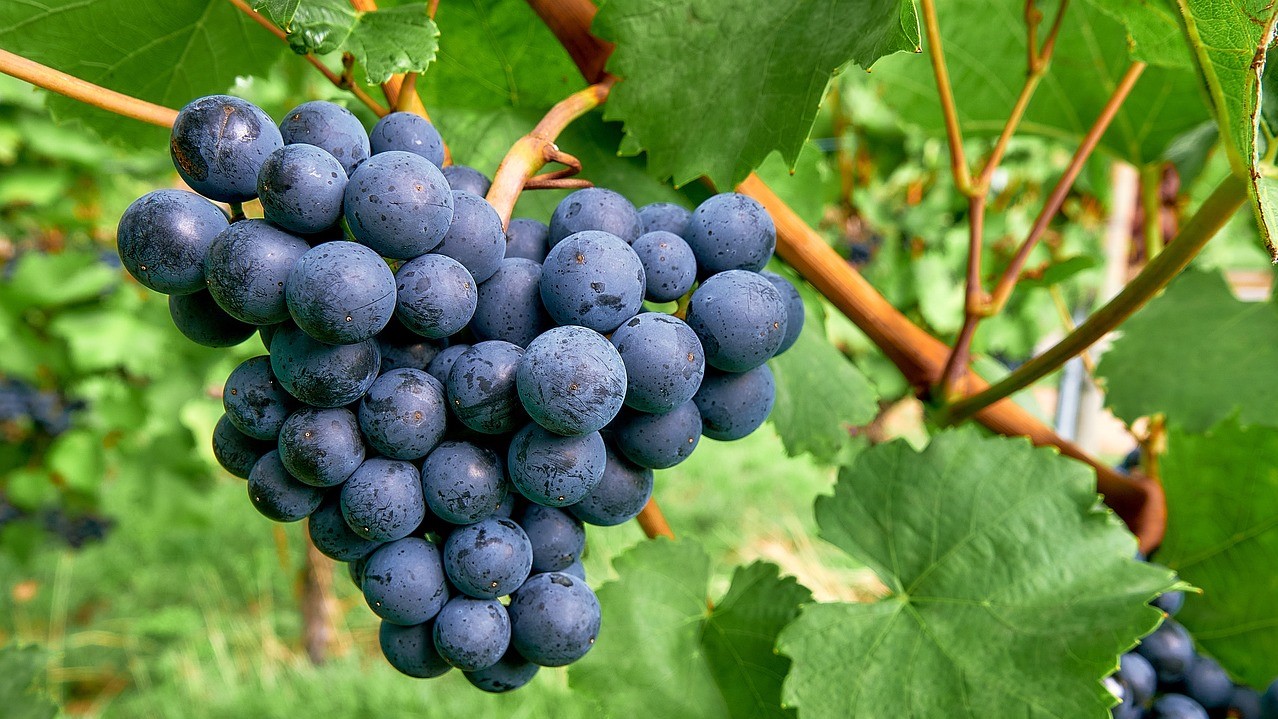 2022/23 Chilean Table Grape Export Forecast Over Half From New